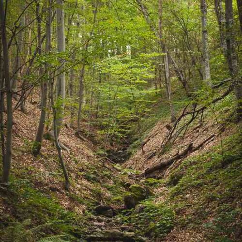 Why We Need Wilderness